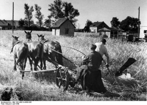 Zentralbild/Dreyer Juli 1949. Roggenernte im Kreis Oranienburg, Bezirk Potsdam. Die Mähmaschine ist ein für die Getreidemahd umgebauter Grasmäher mit Handablage.