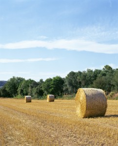 Hay bales in field