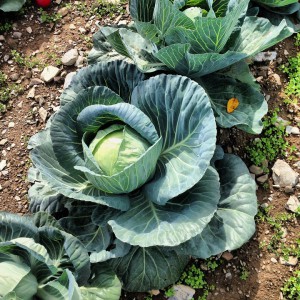 cabbage-781162_960_720