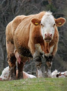 250px-Cow_Mårtagården_2012