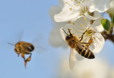 Biodling kan rädda världen