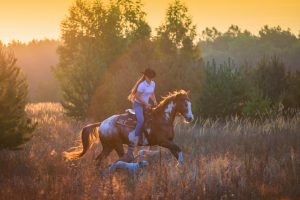 Girl riding on the red-and-white Appaloosa horse with the whippet dogs on the field on the pain-trees background on the sunrise